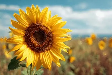 Koristi suncokreta za zdravlje upute za korištenje